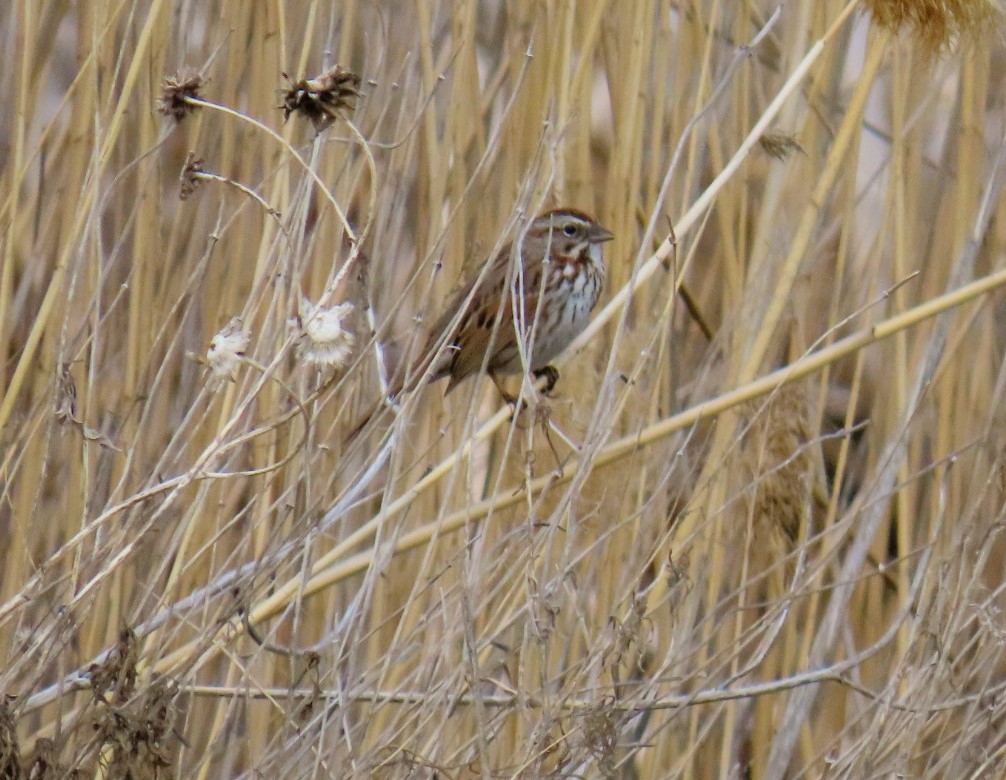 Song Sparrow - ML616567753