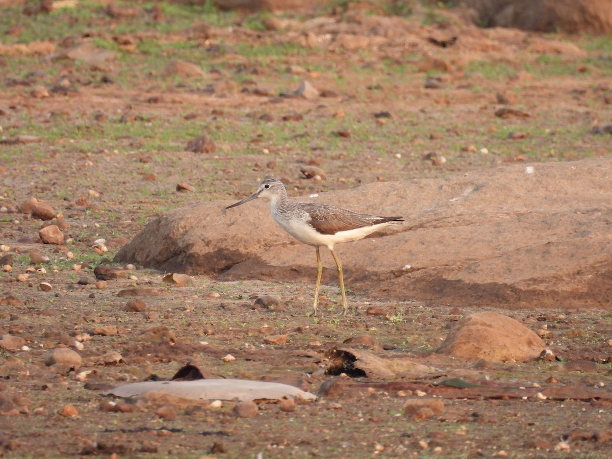 Common Greenshank - Ramesh Desai