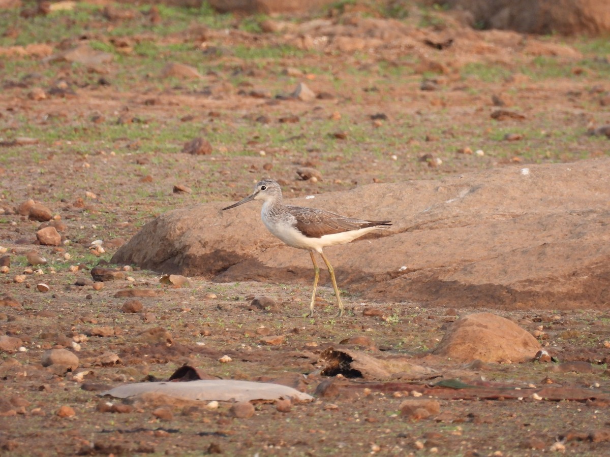 Common Greenshank - Ramesh Desai