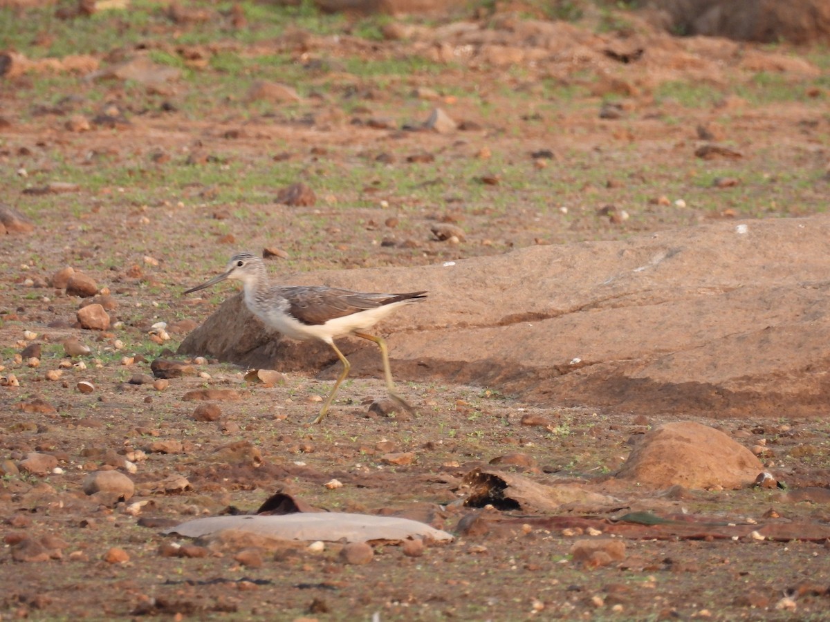 Common Greenshank - Ramesh Desai