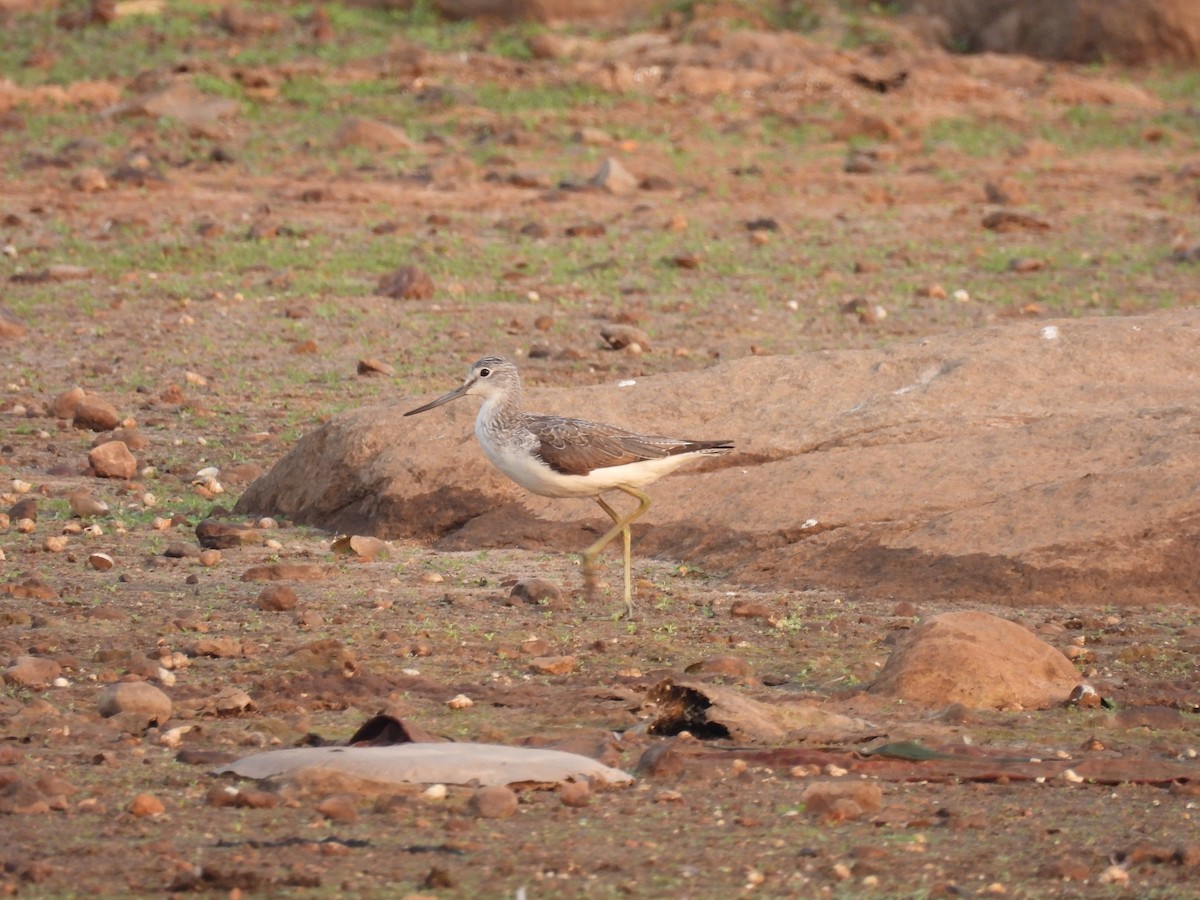 Common Greenshank - Ramesh Desai