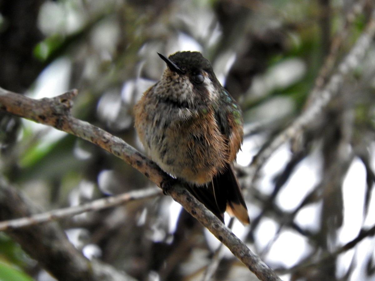 Speckled Hummingbird - Alfredo Rosas
