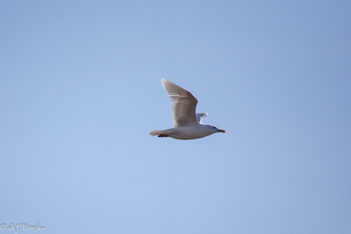 Gaviota Groenlandesa - ML616567779