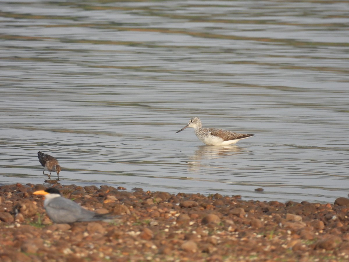 Common Greenshank - Ramesh Desai