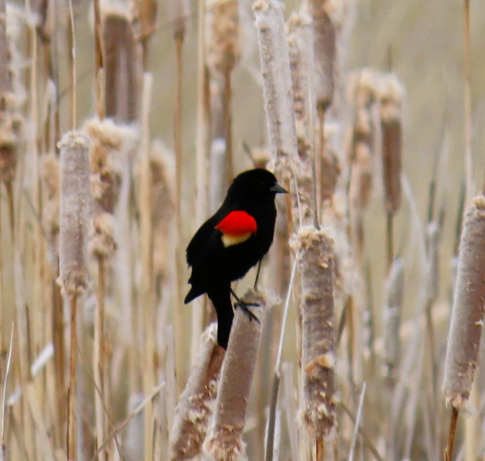 Red-winged Blackbird - ML616567790