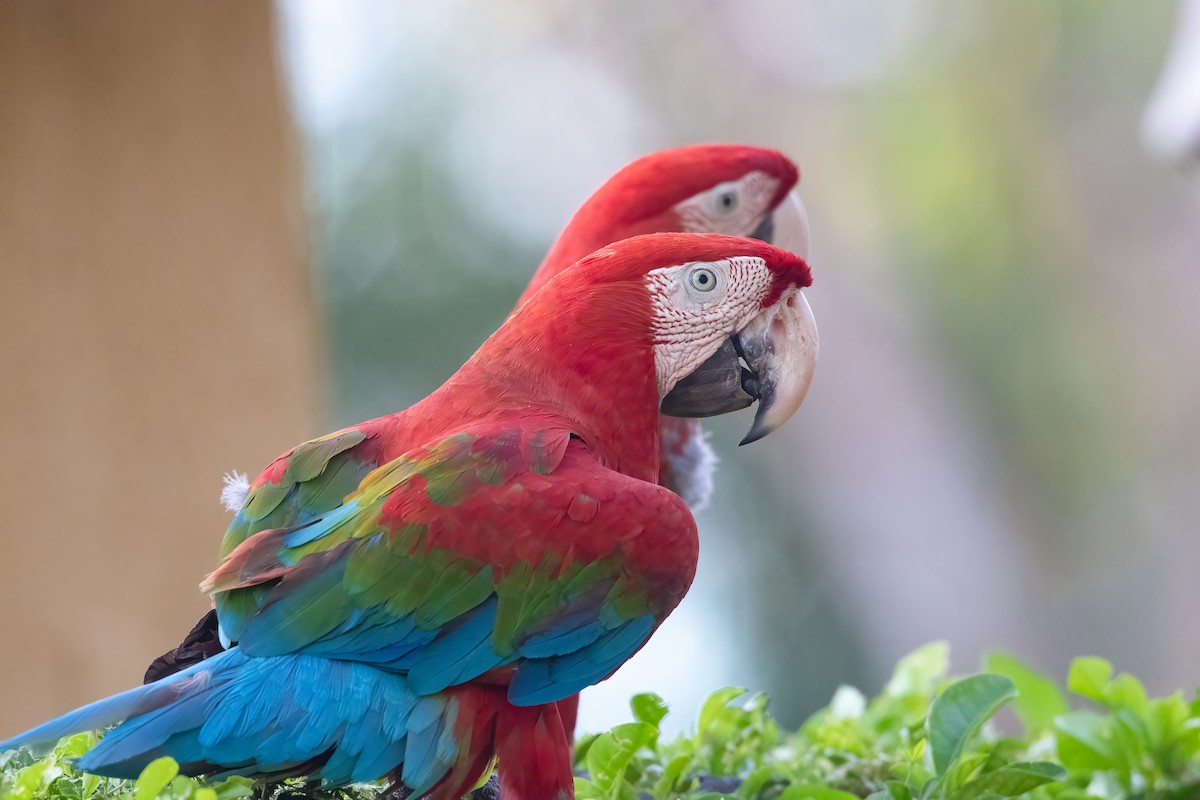 Red-and-green Macaw - Jhonathan Miranda - Wandering Venezuela Birding Expeditions