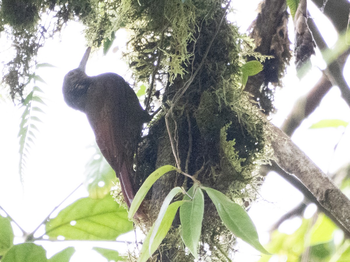 Spotted Woodcreeper - Scott Stafford