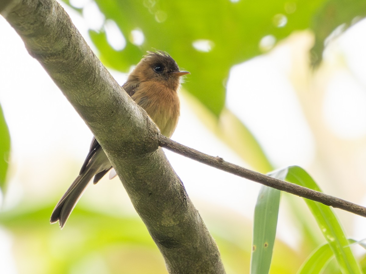 Tufted Flycatcher - Scott Stafford