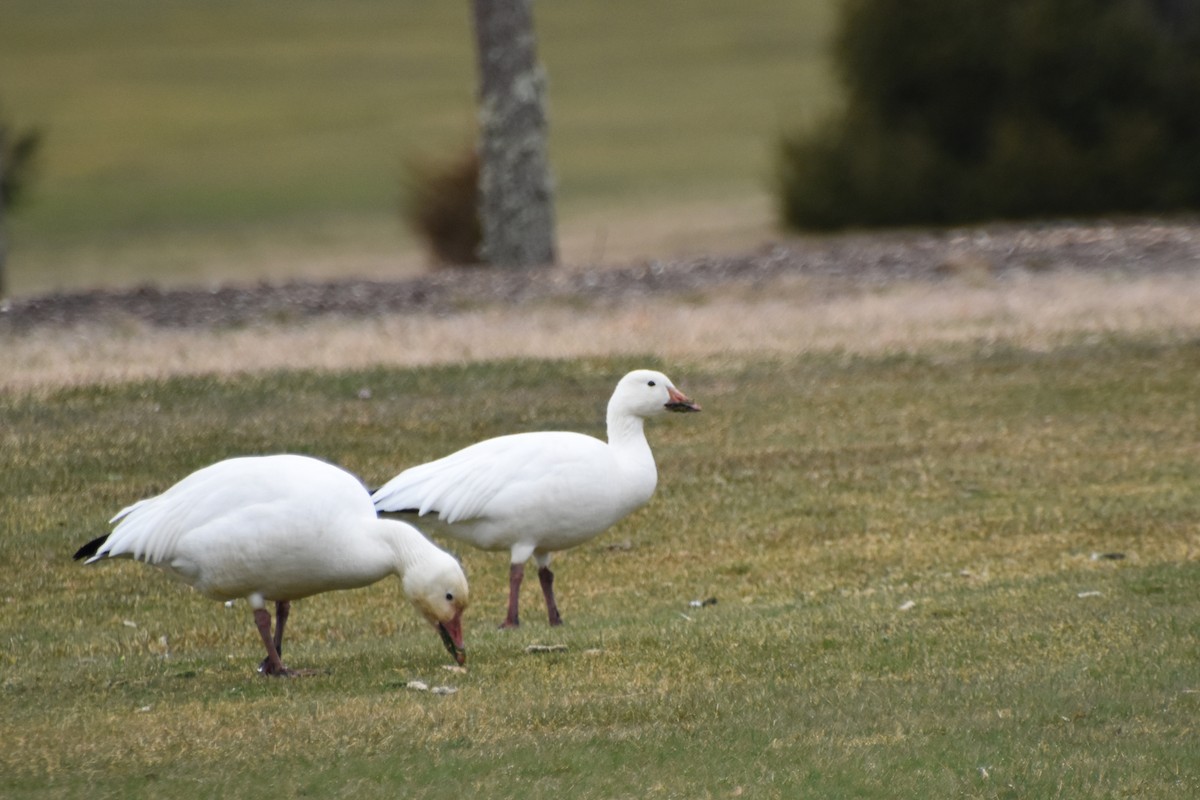 Snow Goose - ML616567890