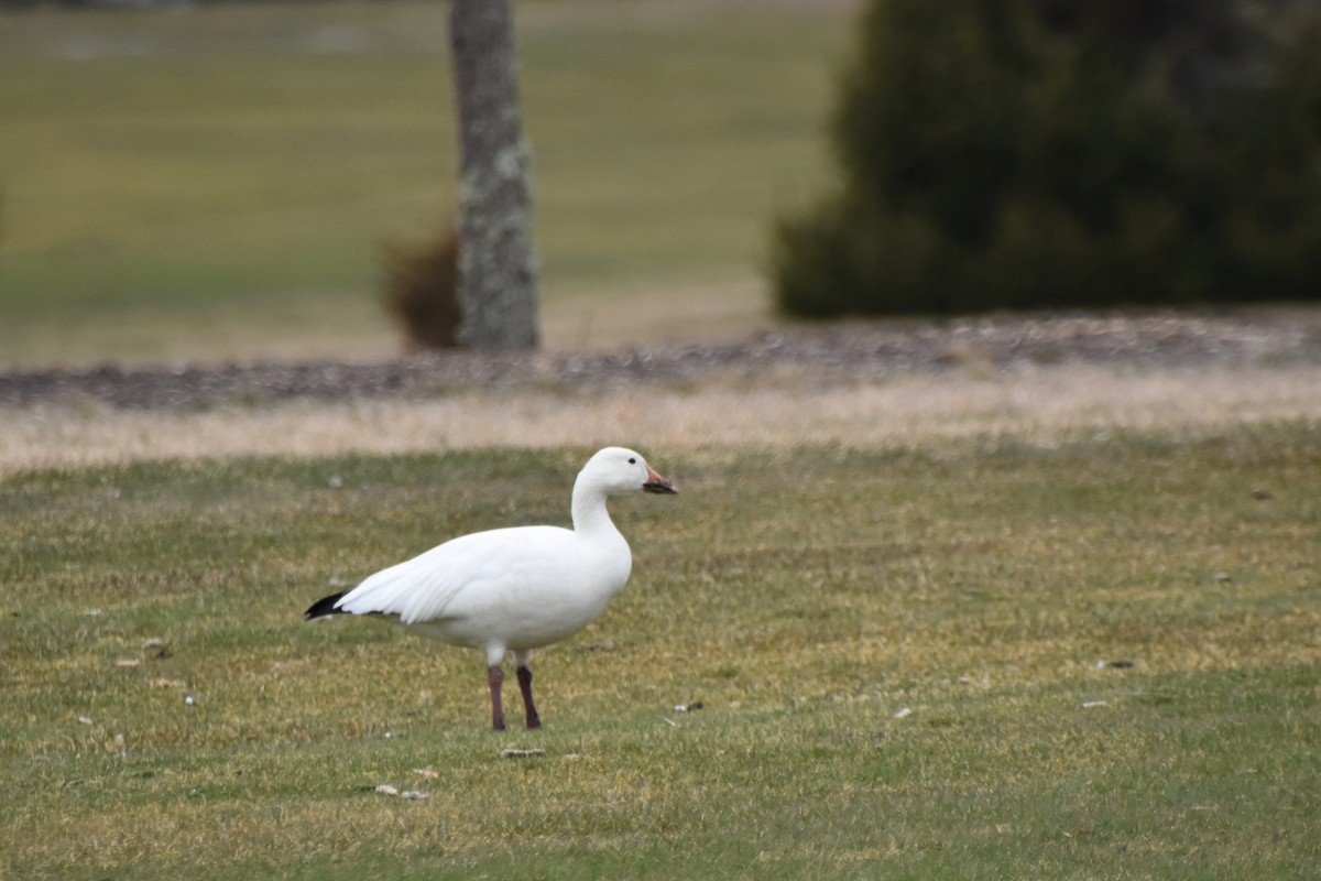 Snow Goose - ML616567909