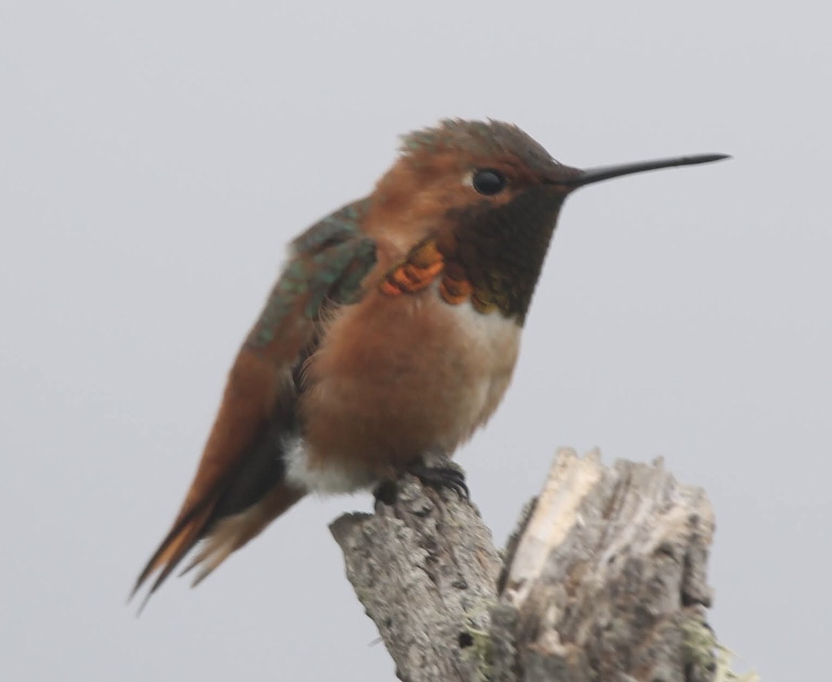 Allen's Hummingbird - ML616567924