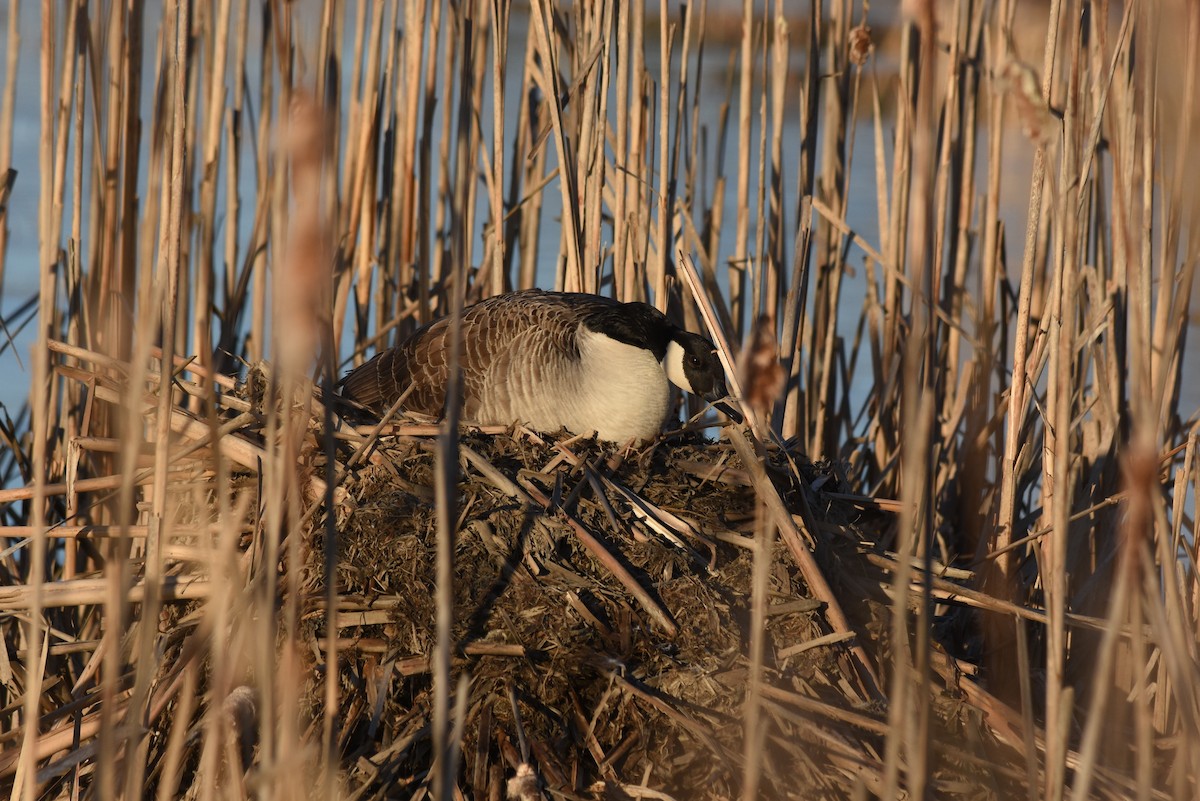 Canada Goose - ML616567938