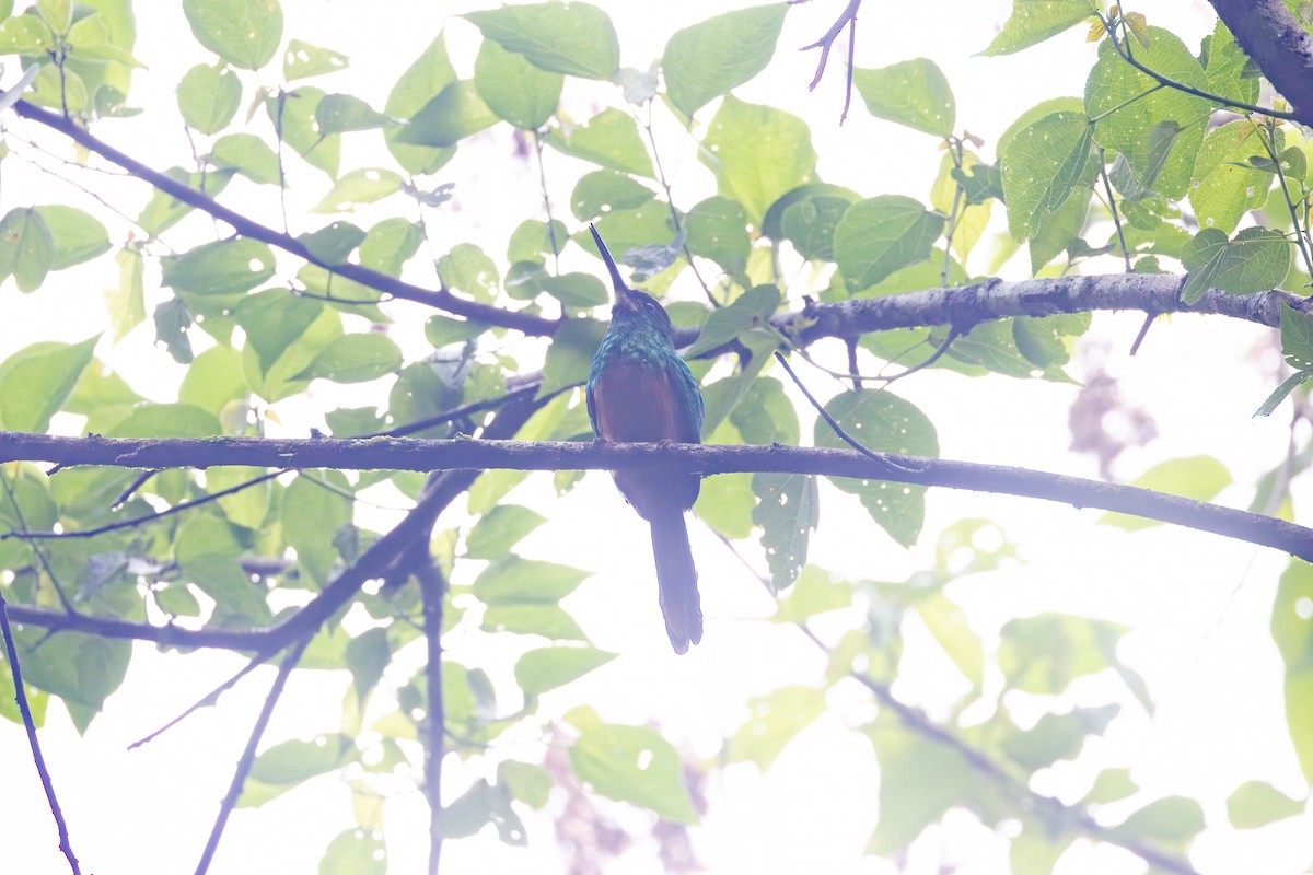 White-chinned Jacamar - R M