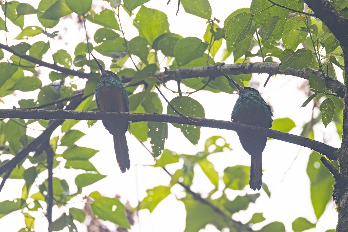 White-chinned Jacamar - R M