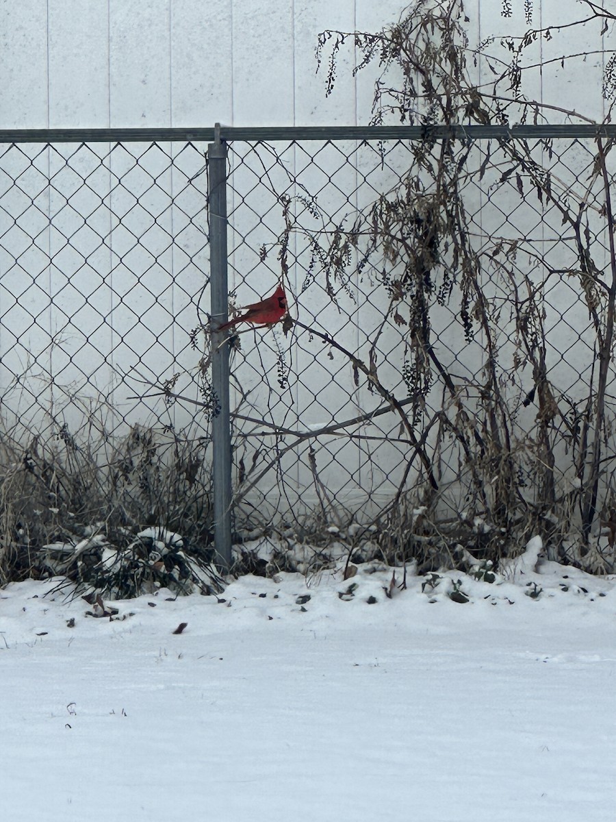 Northern Cardinal - Anonymous