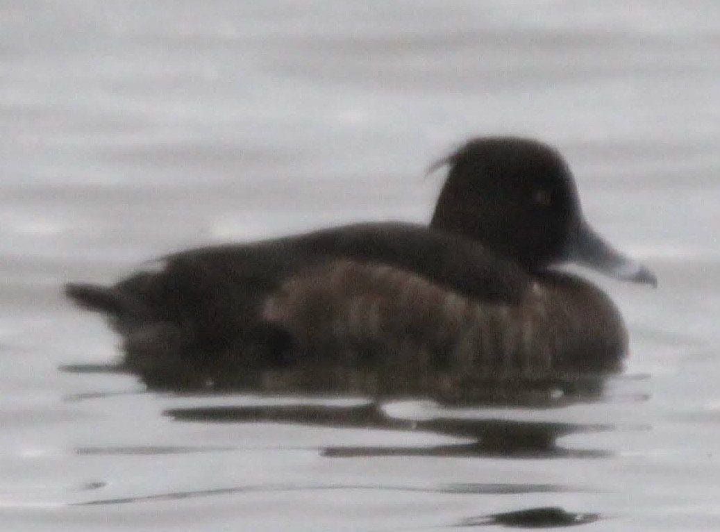 Tufted Duck - ML616567961