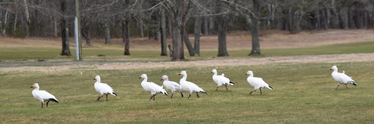 Snow Goose - ML616567963