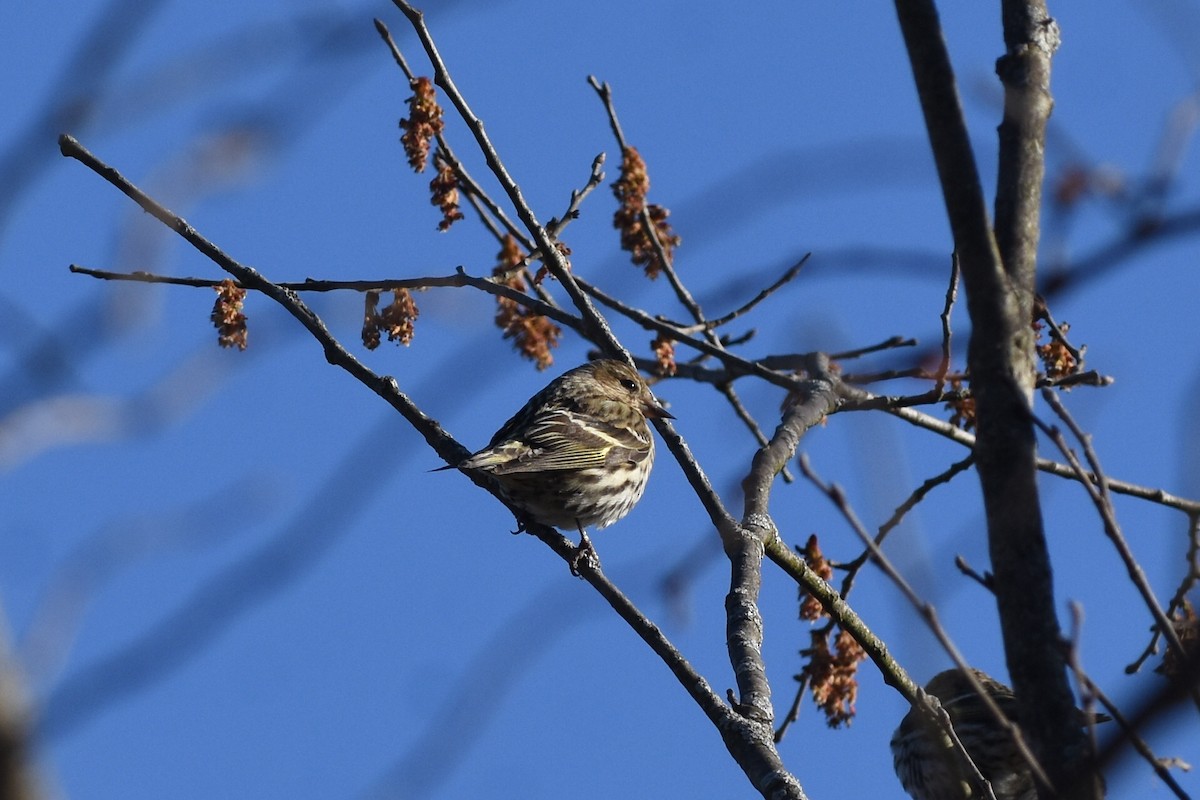 Pine Siskin - ML616567986