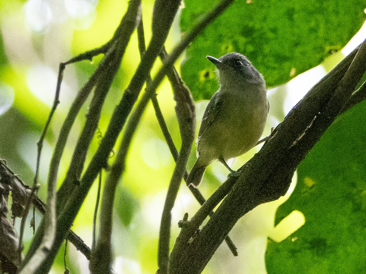 Plain Antvireo - ML616567988