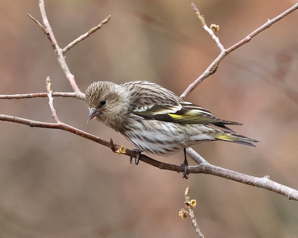 Pine Siskin - Tom Murray