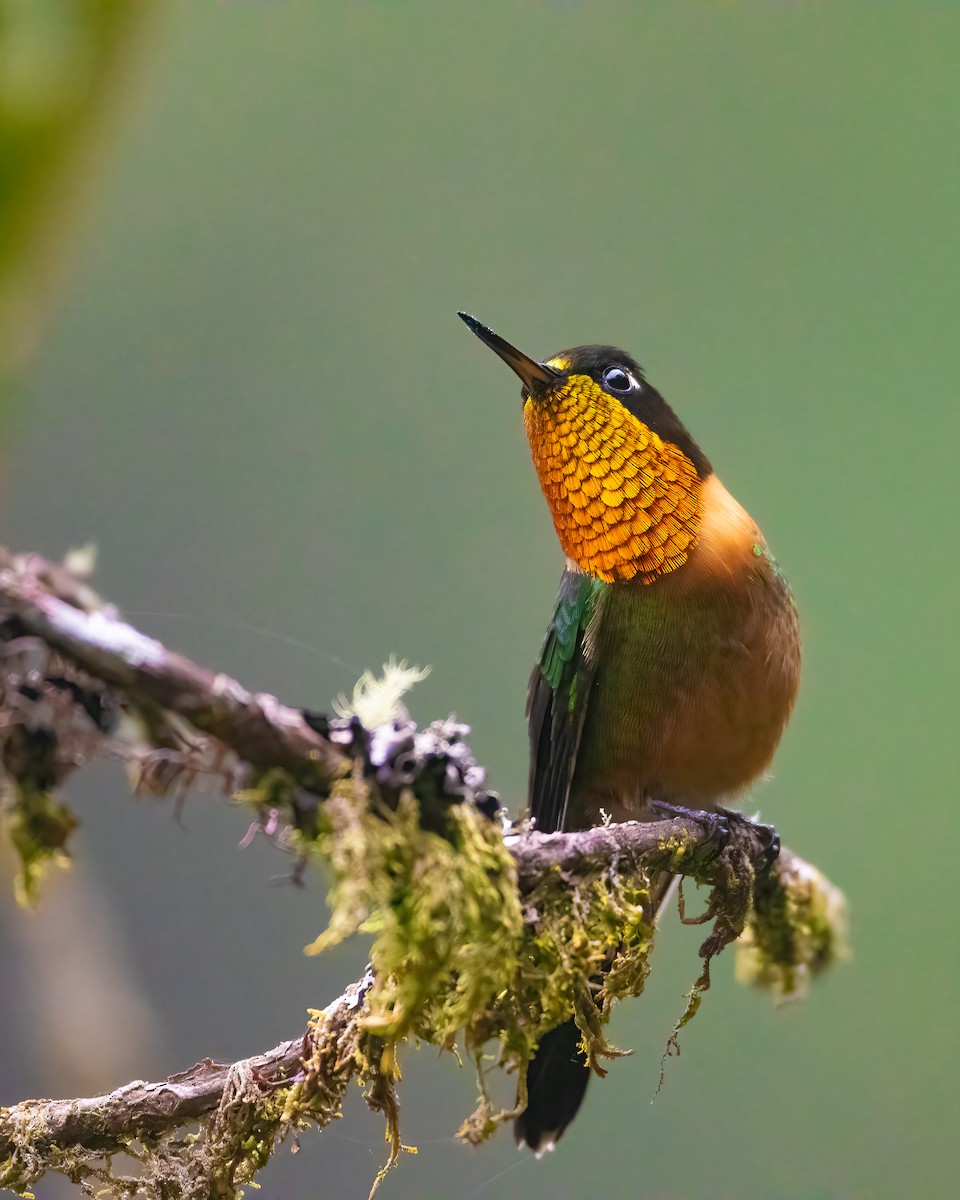 Colibrí de Marte - ML616568005