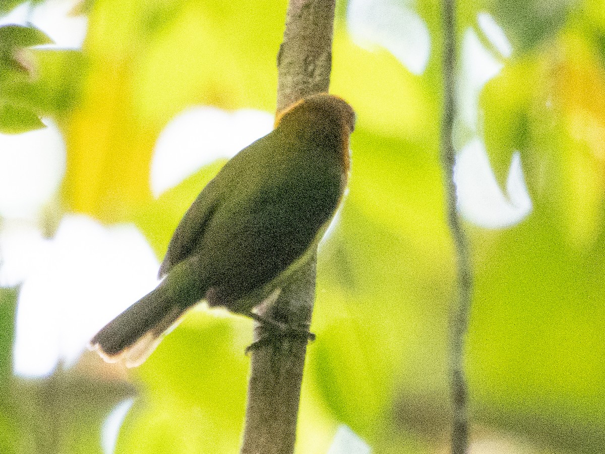 passerine sp. - ML616568025