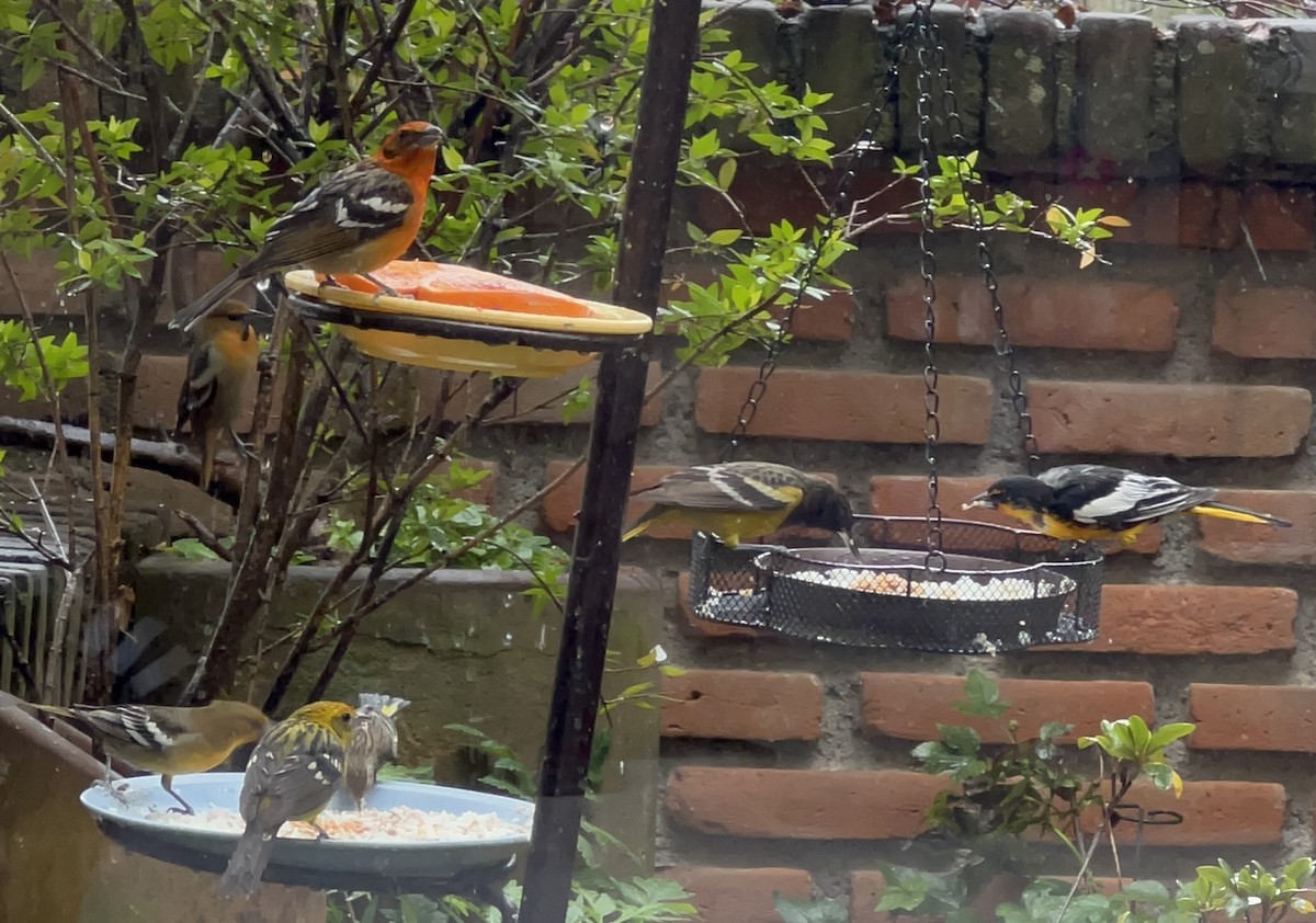 Flame-colored Tanager - Lourdes Molinar