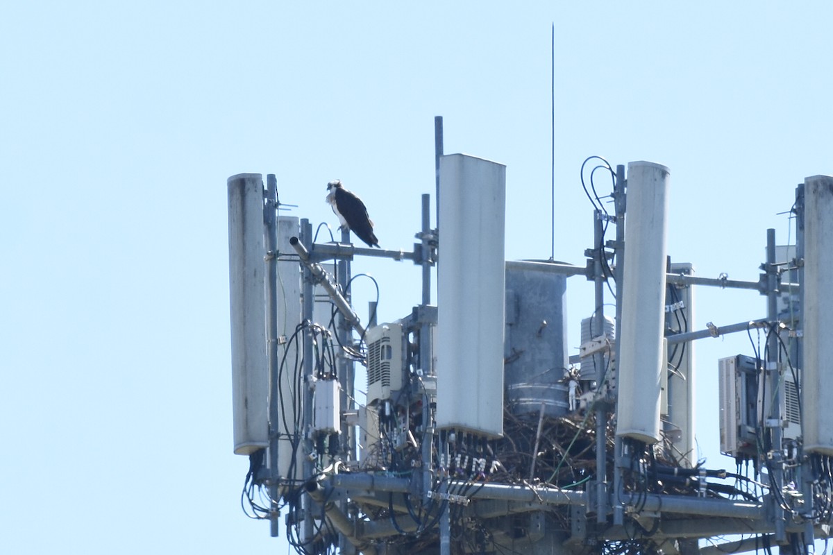 Osprey - Brian Schmoke