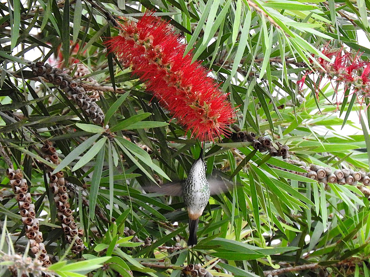 Colibrí de Raquetas Faldiblanco - ML616568055