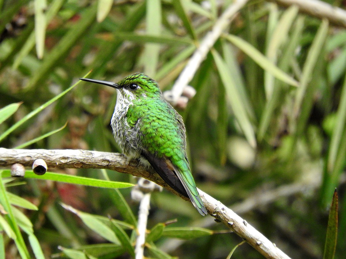 vimpelkolibri - ML616568057