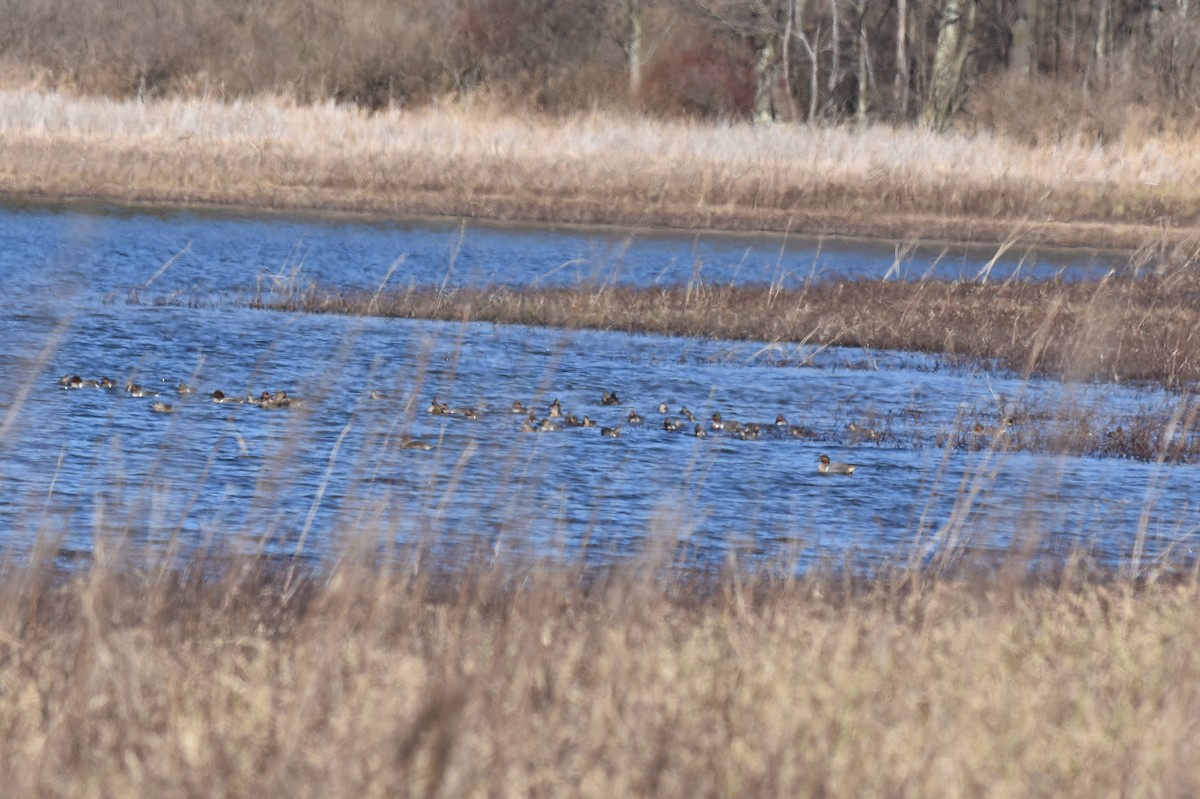 Green-winged Teal - ML616568076