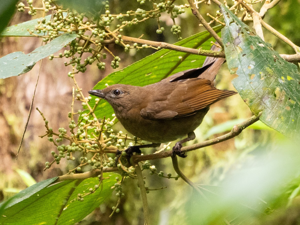 Mountain Thrush - Scott Stafford