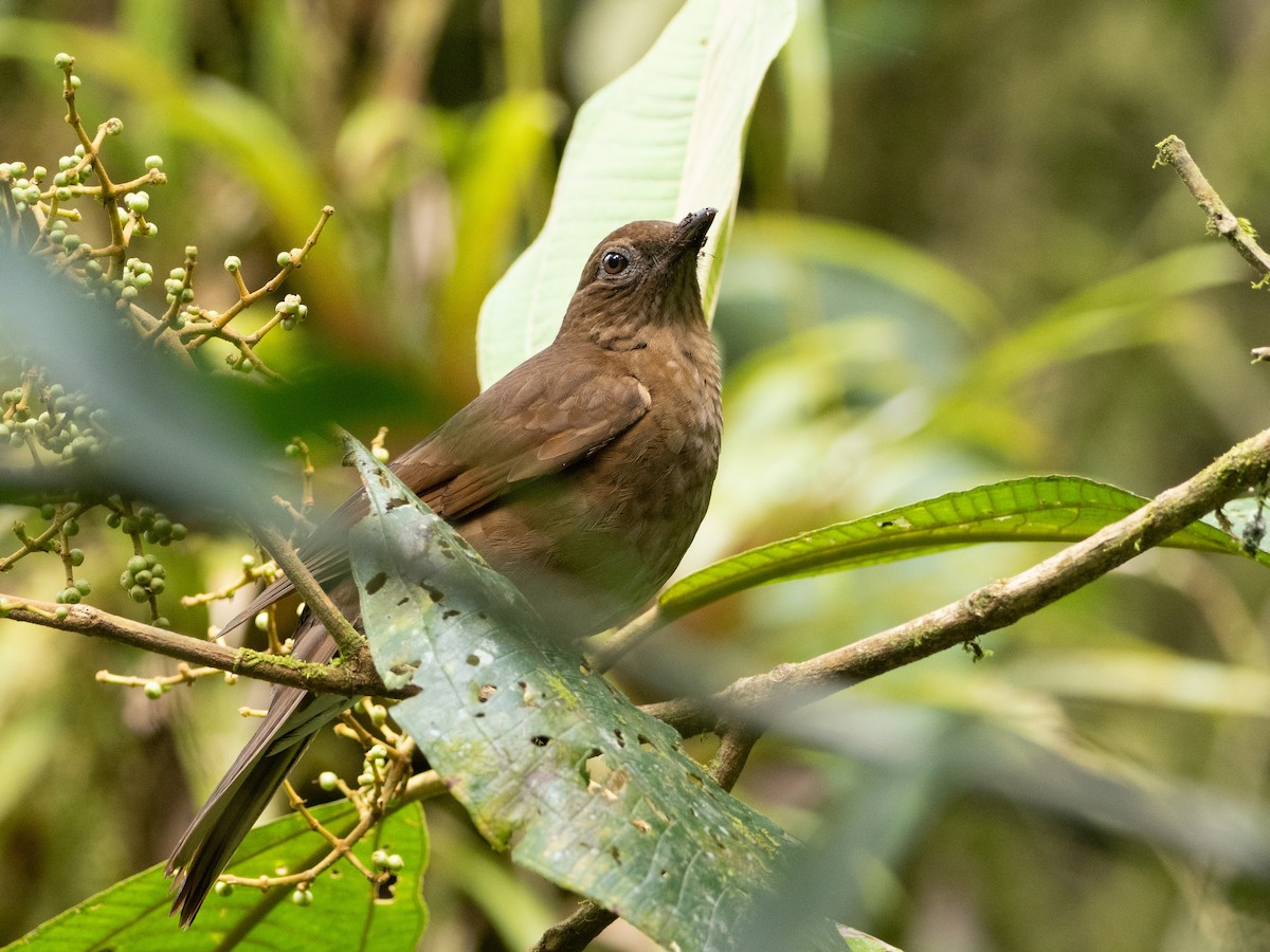 Mountain Thrush - Scott Stafford