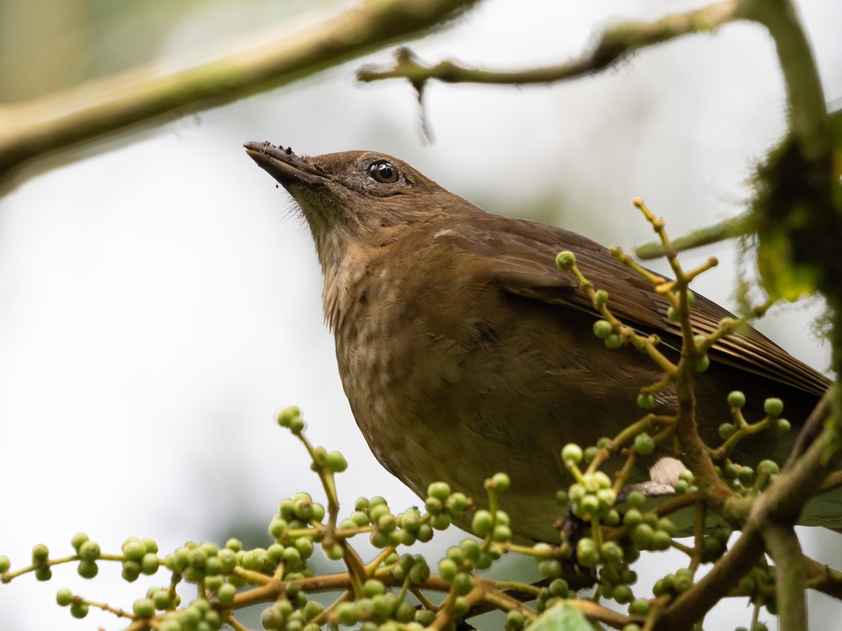 Mountain Thrush - Scott Stafford