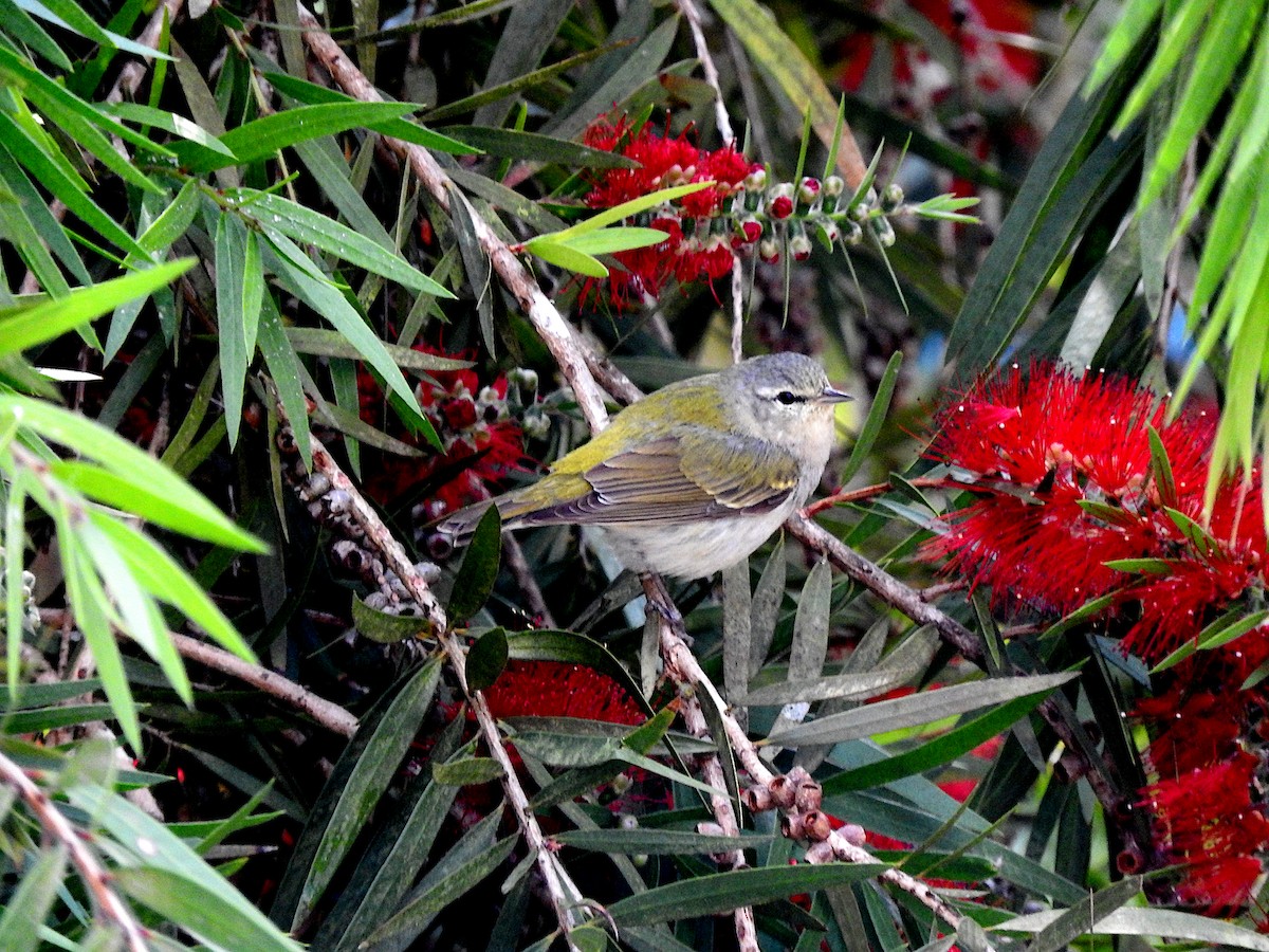 Tennessee Warbler - ML616568110