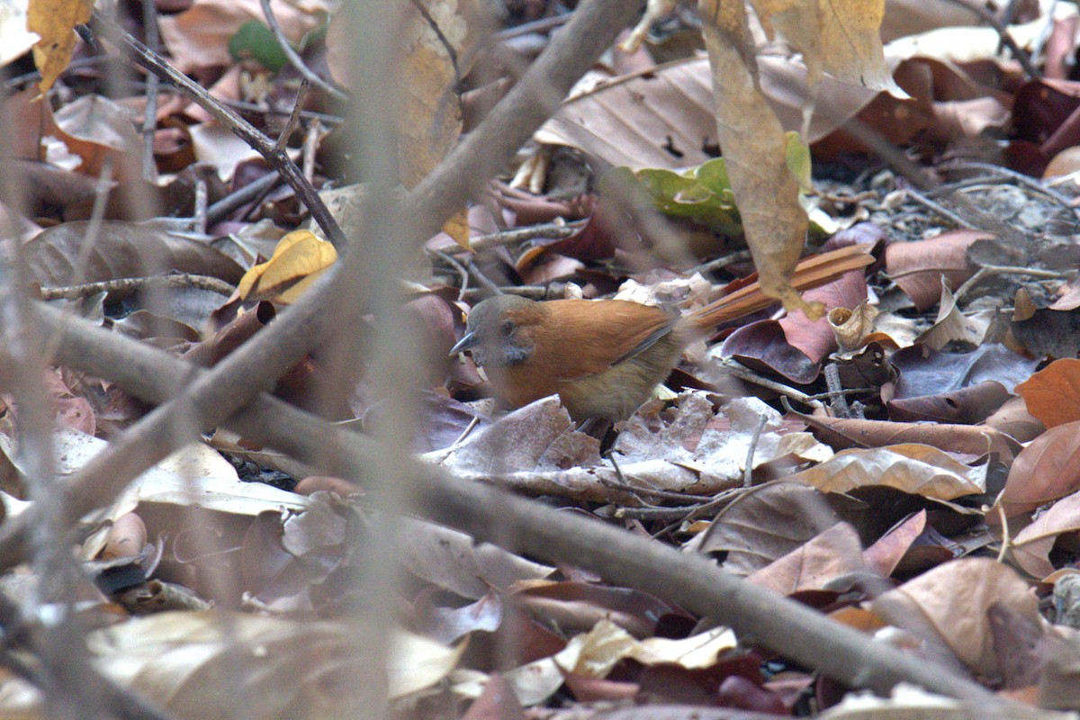 Hoary-throated Spinetail - ML616568115