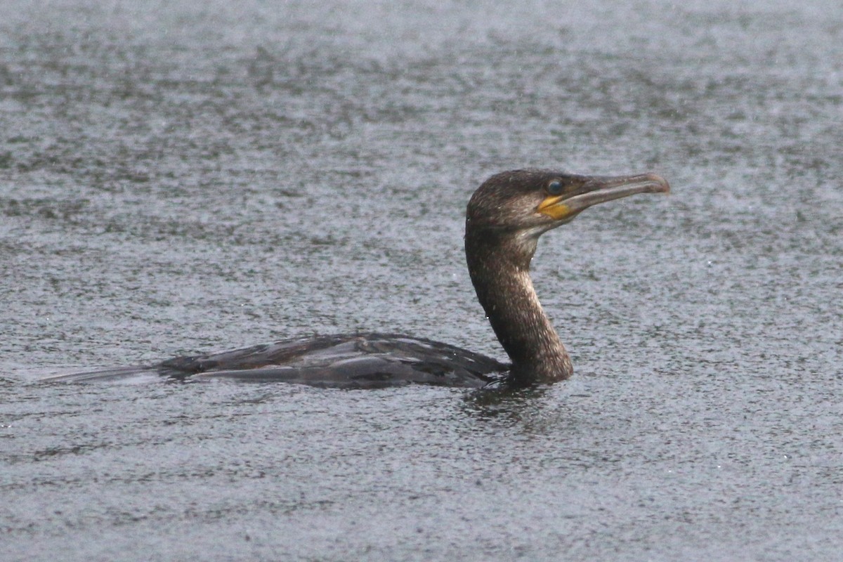 Cormorán Grande - ML616568125