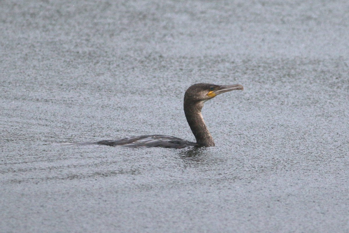 Cormorán Grande - ML616568126