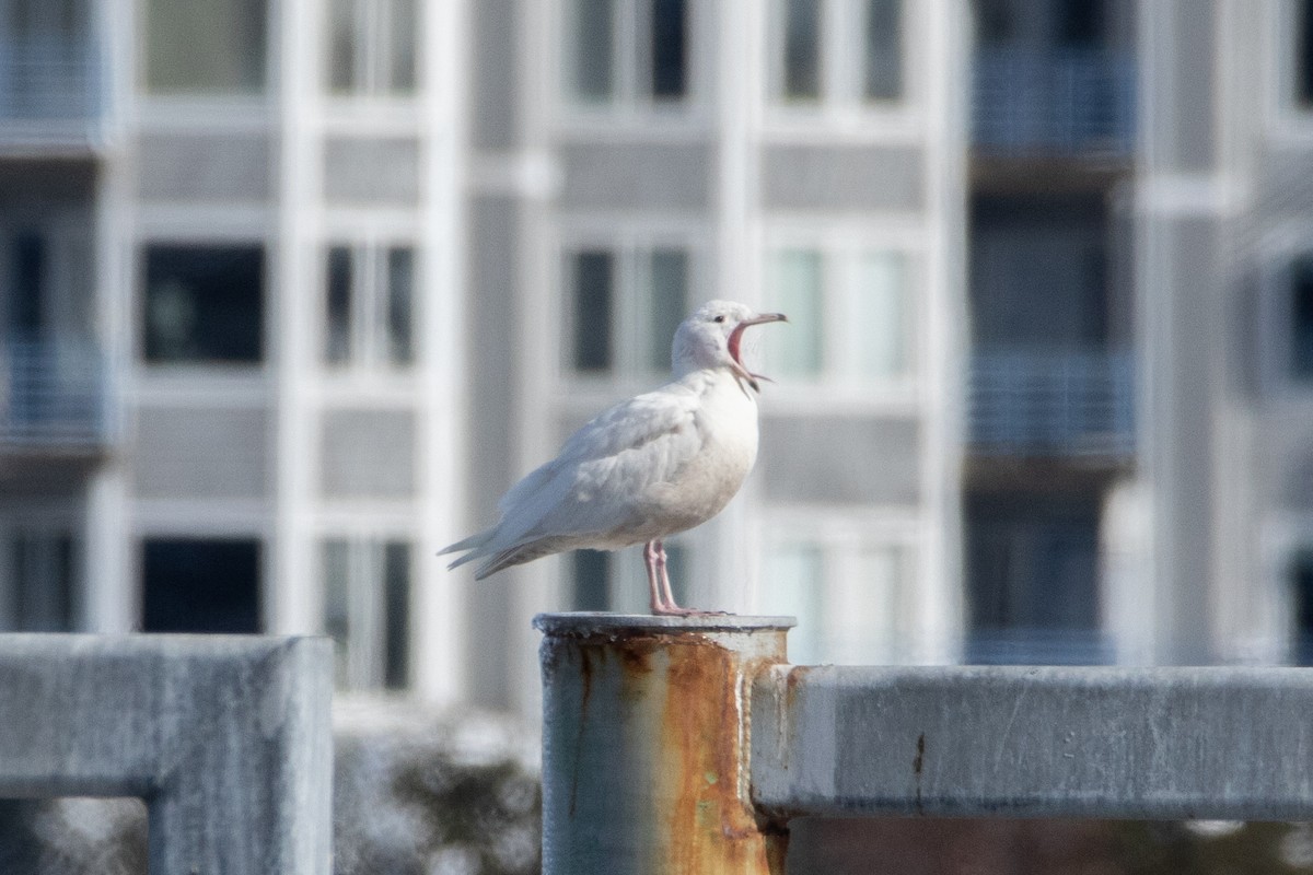 Glaucous Gull - Nick Hoffmann