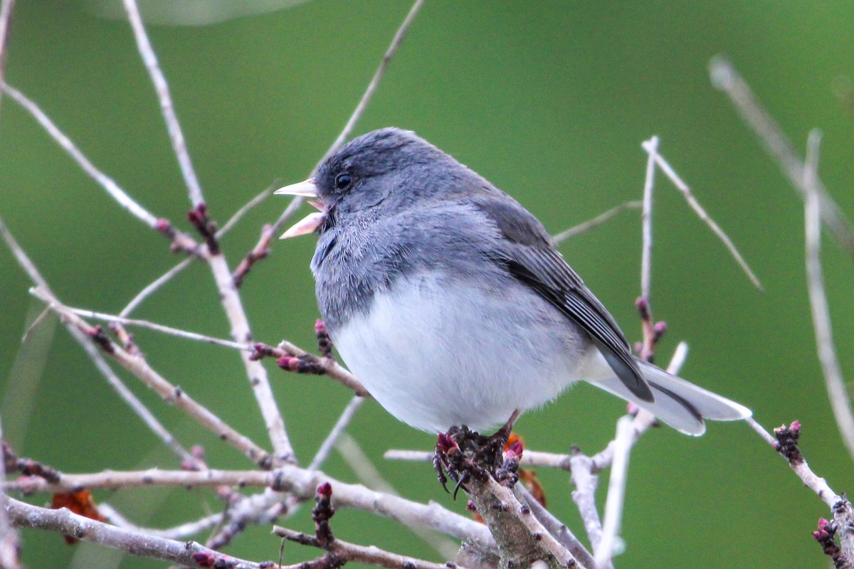 Dark-eyed Junco - ML616568153