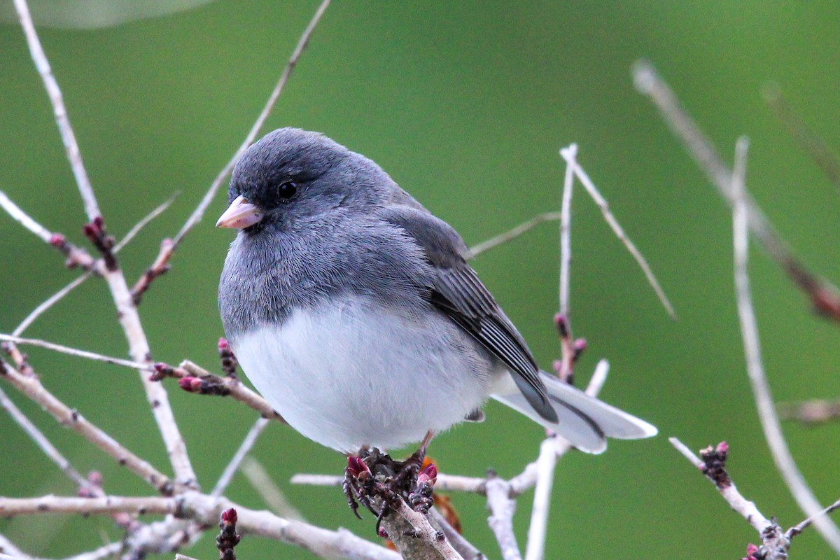 Dark-eyed Junco - ML616568154