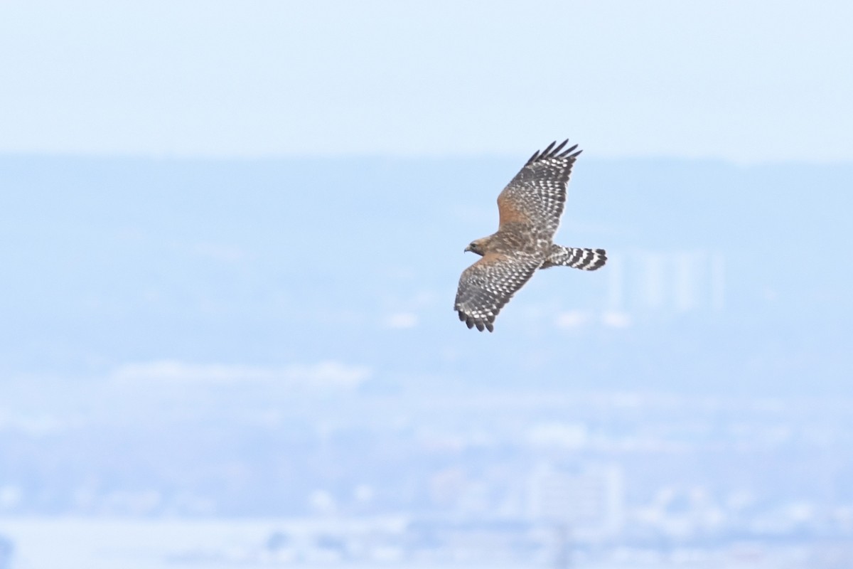 Red-shouldered Hawk - ML616568178