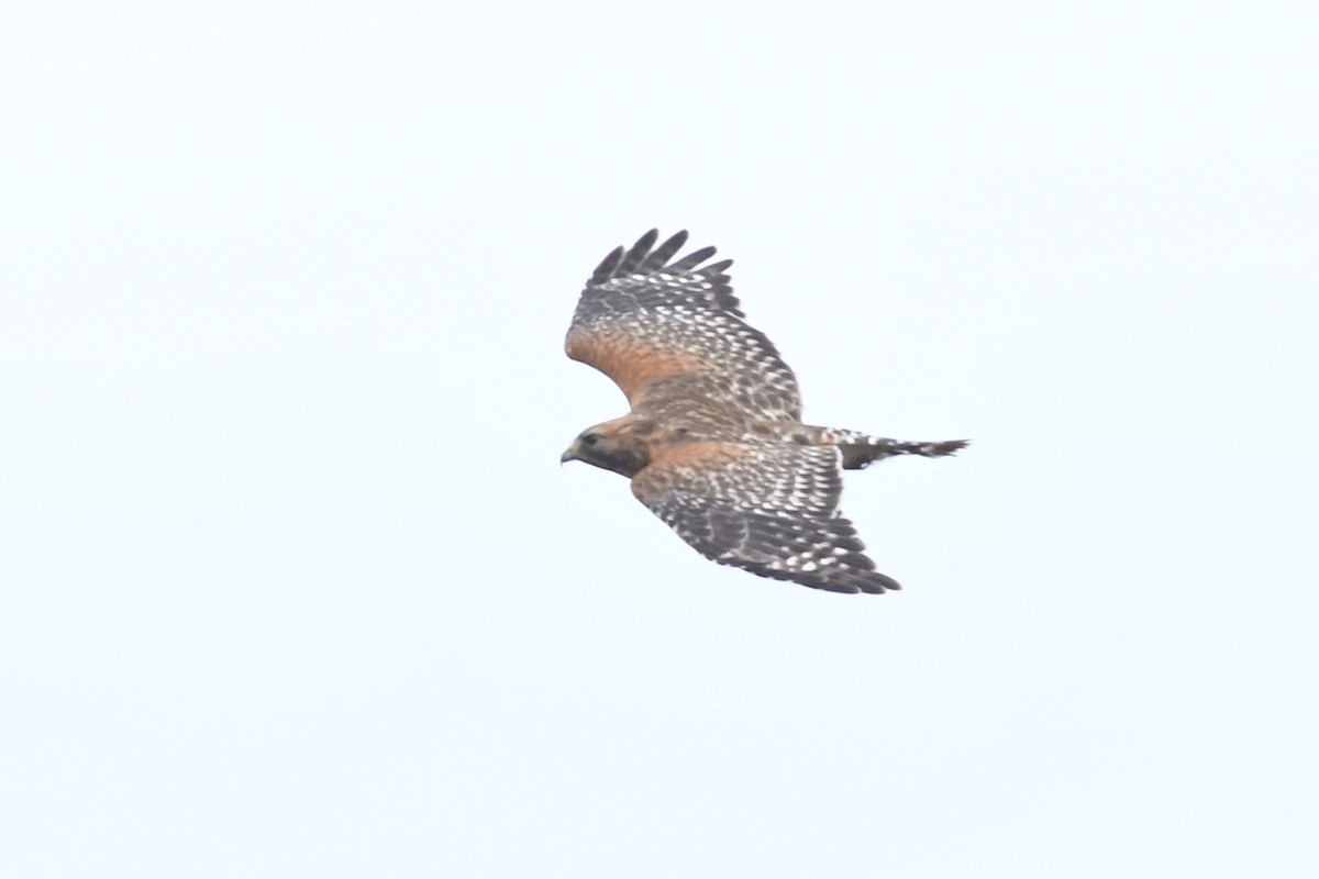 Red-shouldered Hawk - Kiah R. Jasper