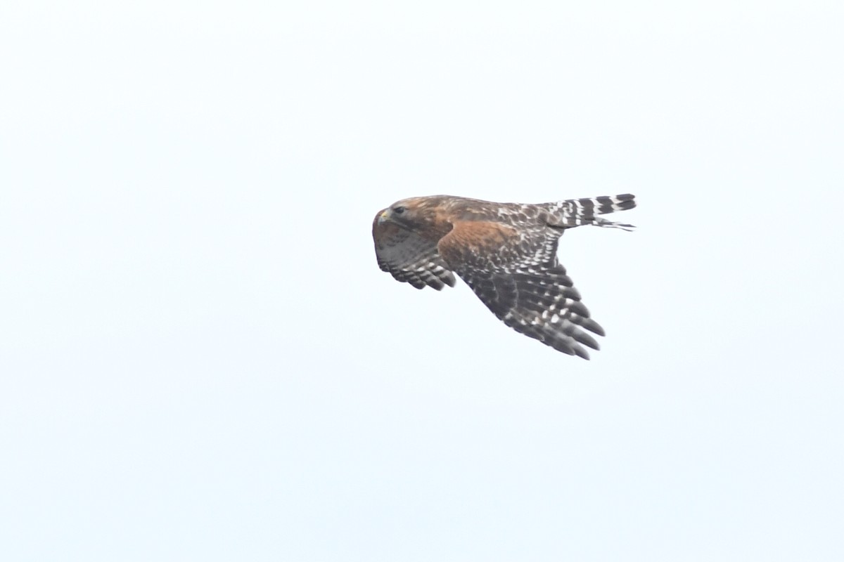 Red-shouldered Hawk - Kiah R. Jasper