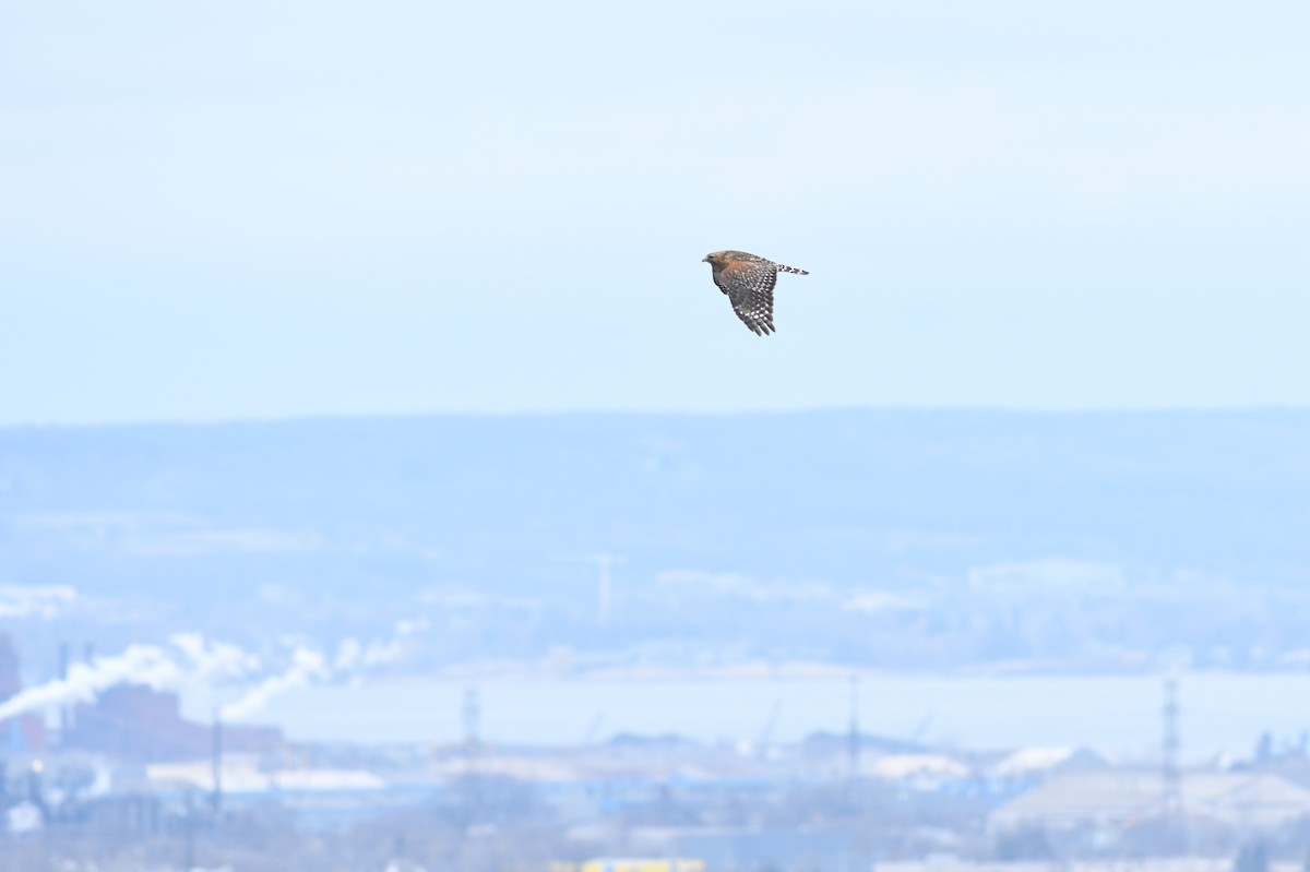 Red-shouldered Hawk - ML616568185