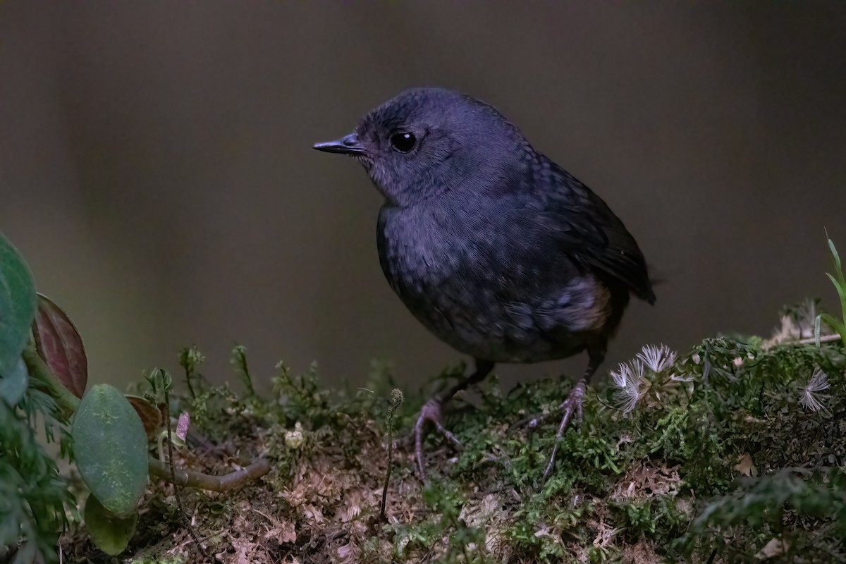 Merida Tapaculo (Lara) - Jhonathan Miranda - Wandering Venezuela Birding Expeditions