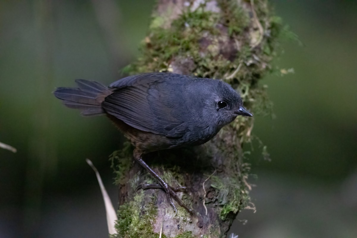 Merida Tapaculo (Lara) - ML616568192