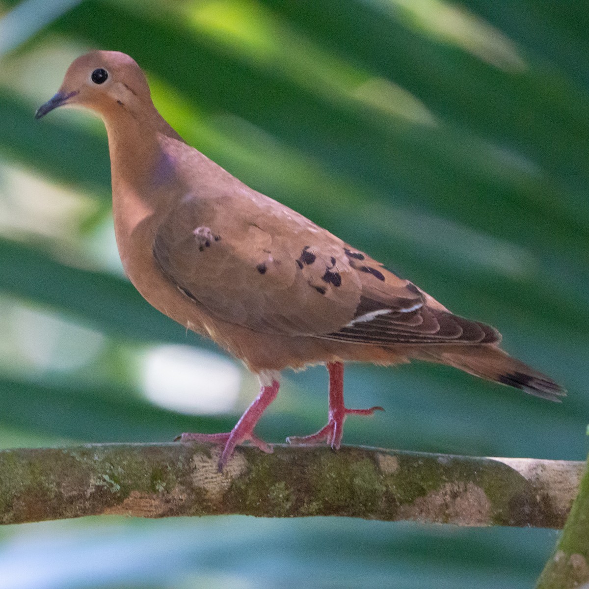 Zenaida Dove - ML616568208