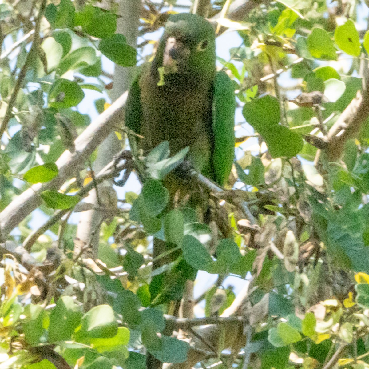 Olive-throated Parakeet (Jamaican) - ML616568236