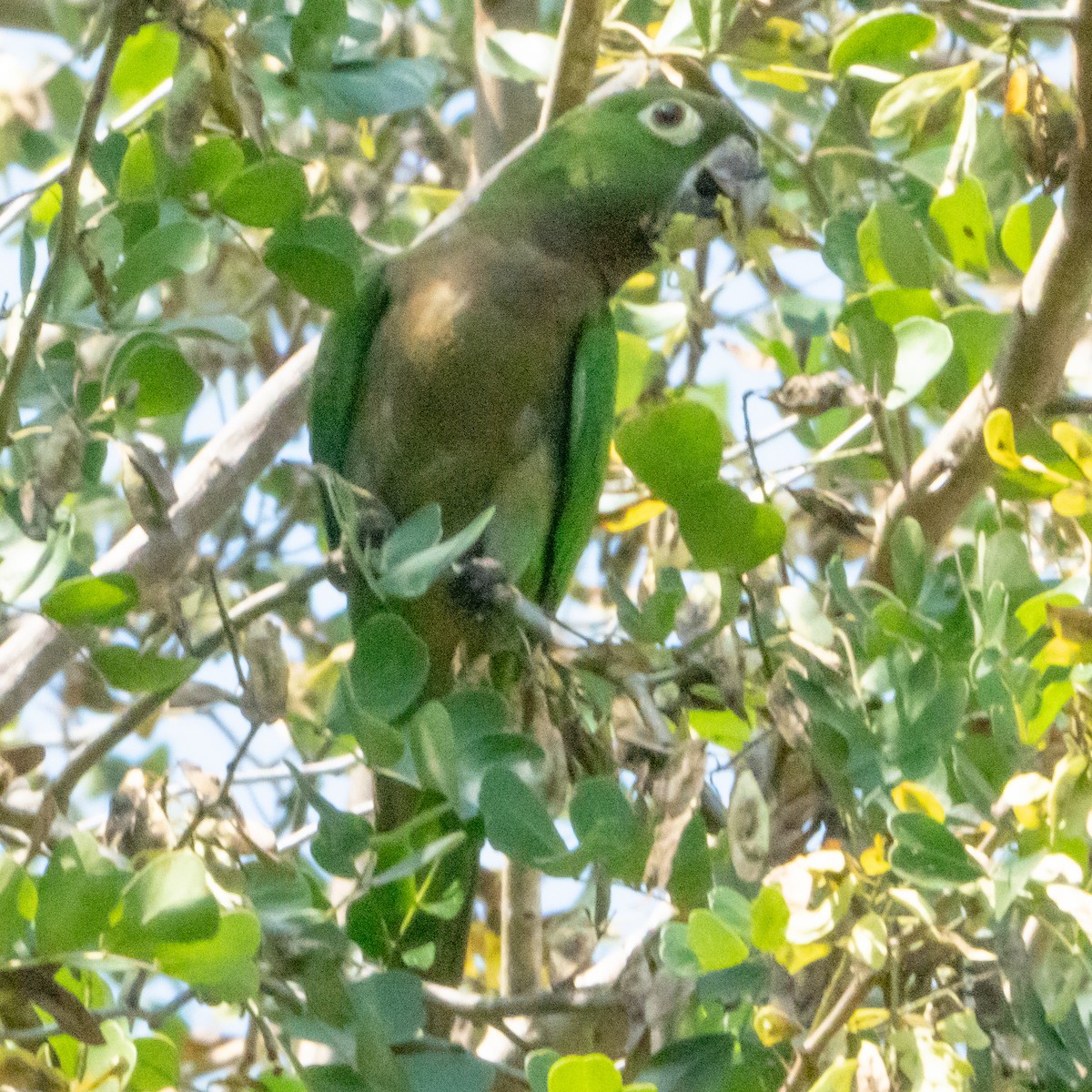 Olive-throated Parakeet (Jamaican) - ML616568237